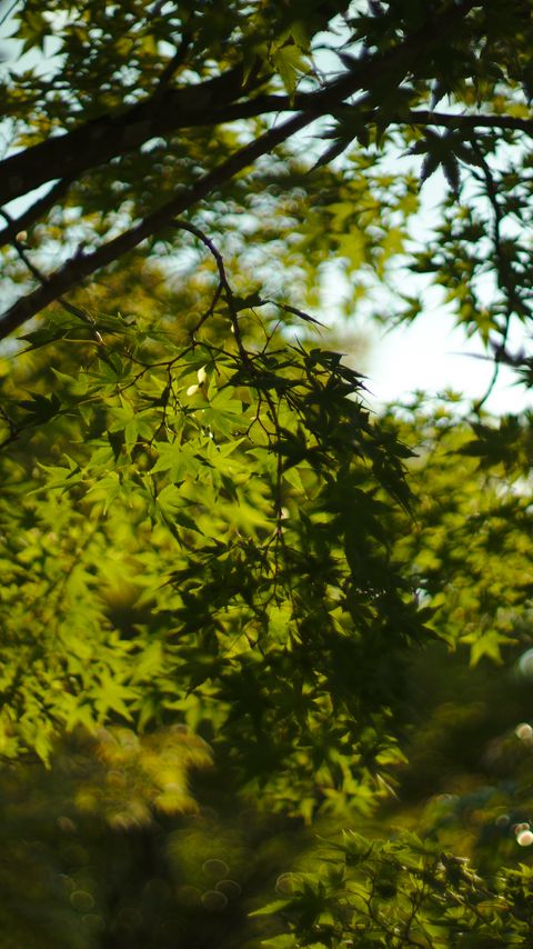 Download wallpaper 2160x3840 leaves, trees, branches, nature, green samsung galaxy s4, s5, note, sony xperia z, z1, z2, z3, htc one, lenovo vibe hd background