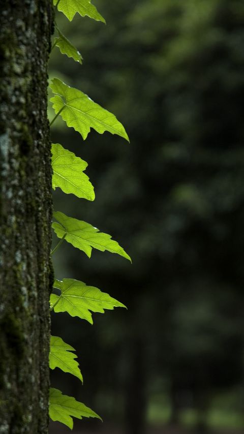 Download wallpaper 2160x3840 leaves, trunk, tree, macro samsung galaxy s4, s5, note, sony xperia z, z1, z2, z3, htc one, lenovo vibe hd background