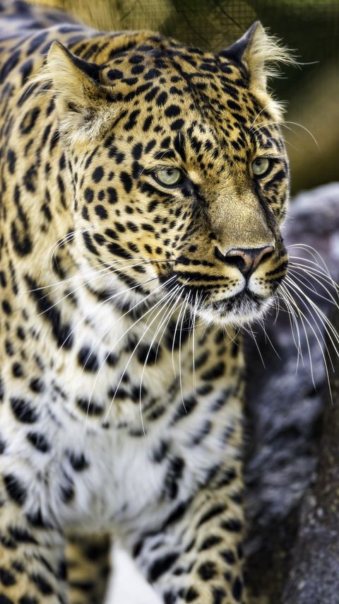 Download wallpaper 2160x3840 leopard, big cat, predator, animal, wildlife samsung galaxy s4, s5, note, sony xperia z, z1, z2, z3, htc one, lenovo vibe hd background