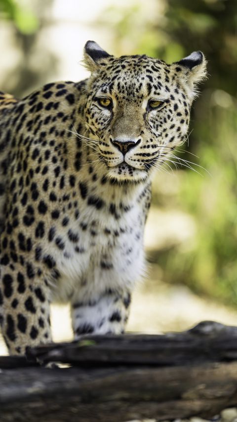Download wallpaper 2160x3840 leopard, big cat, predator, wildlife, blur samsung galaxy s4, s5, note, sony xperia z, z1, z2, z3, htc one, lenovo vibe hd background