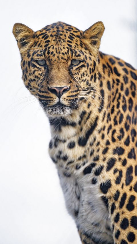 Download wallpaper 2160x3840 leopard, glance, big cat, predator, wildlife samsung galaxy s4, s5, note, sony xperia z, z1, z2, z3, htc one, lenovo vibe hd background