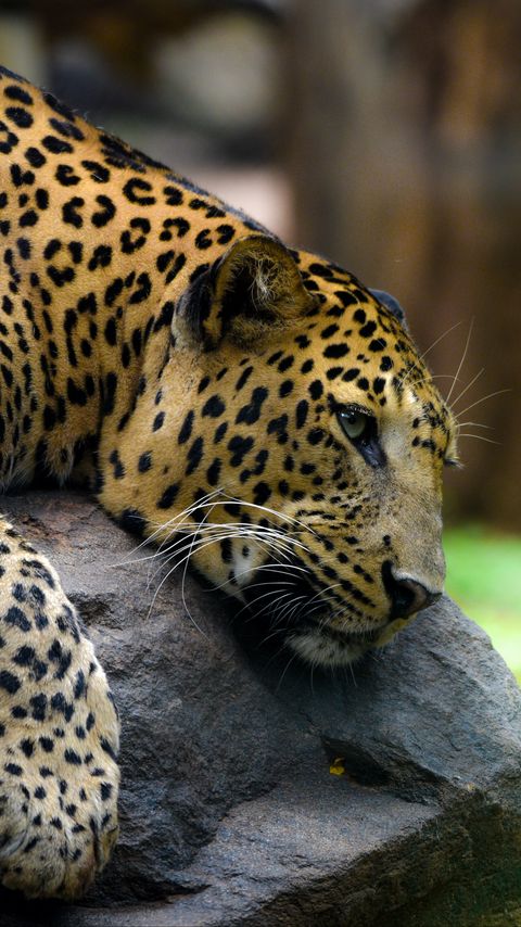 Download wallpaper 2160x3840 leopard, pose, stone, predator samsung galaxy s4, s5, note, sony xperia z, z1, z2, z3, htc one, lenovo vibe hd background