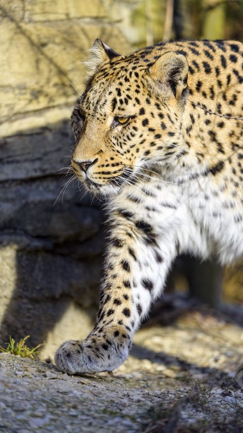 Download wallpaper 2160x3840 leopard, predator, big cat, stone samsung galaxy s4, s5, note, sony xperia z, z1, z2, z3, htc one, lenovo vibe hd background