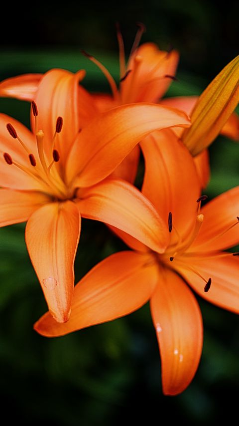 Download wallpaper 2160x3840 lilies, petals, flowers, orange samsung galaxy s4, s5, note, sony xperia z, z1, z2, z3, htc one, lenovo vibe hd background