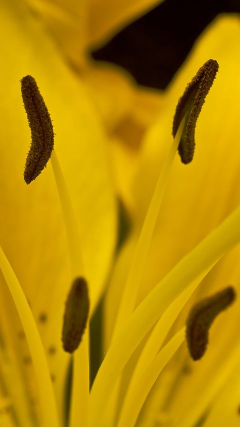 Download wallpaper 2160x3840 lily, flower, pollen, macro, yellow samsung galaxy s4, s5, note, sony xperia z, z1, z2, z3, htc one, lenovo vibe hd background