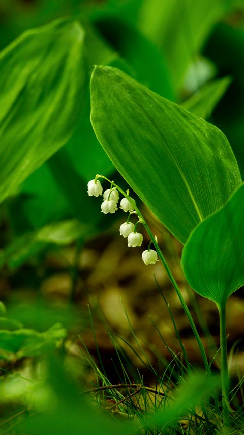 Download wallpaper 2160x3840 lily of the valley, flower, leaves, grass samsung galaxy s4, s5, note, sony xperia z, z1, z2, z3, htc one, lenovo vibe hd background