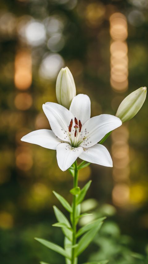 Download wallpaper 2160x3840 lily, petals, flower, macro, white samsung galaxy s4, s5, note, sony xperia z, z1, z2, z3, htc one, lenovo vibe hd background