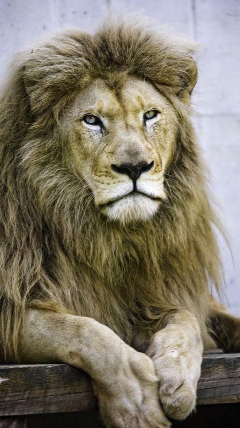 Download wallpaper 2160x3840 lion, glance, paws, predator, animal samsung galaxy s4, s5, note, sony xperia z, z1, z2, z3, htc one, lenovo vibe hd background