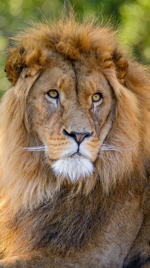 Download wallpaper 2160x3840 lion, glance, predator, animal, big cat, wildlife samsung galaxy s4, s5, note, sony xperia z, z1, z2, z3, htc one, lenovo vibe hd background