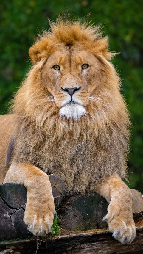 Download wallpaper 2160x3840 lion, pose, paws, predator, big cat samsung galaxy s4, s5, note, sony xperia z, z1, z2, z3, htc one, lenovo vibe hd background