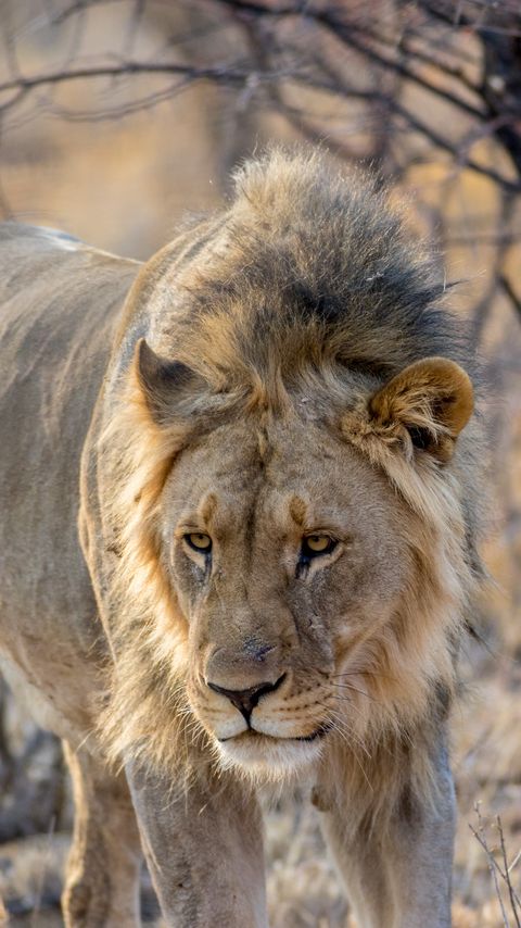 Download wallpaper 2160x3840 lion, predator, animal, mane, big cat samsung galaxy s4, s5, note, sony xperia z, z1, z2, z3, htc one, lenovo vibe hd background