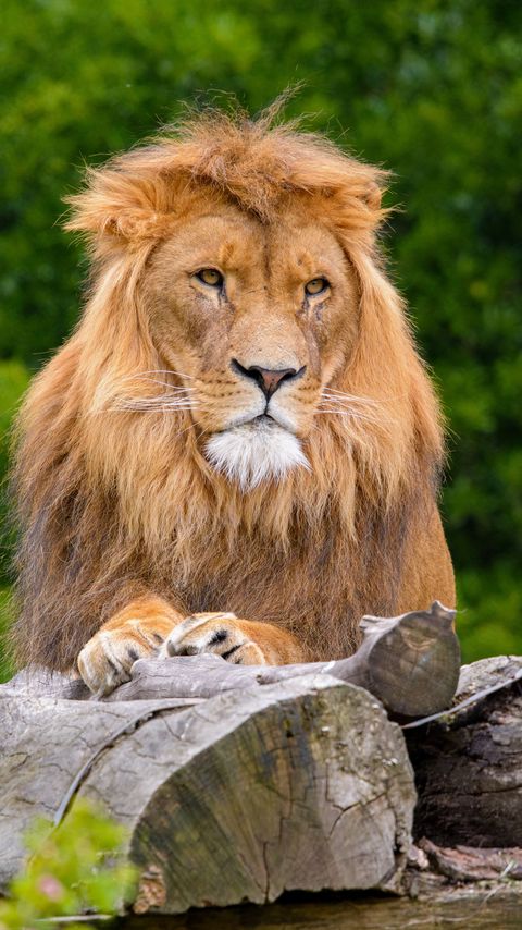 Download wallpaper 2160x3840 lion, predator, animal, wildlife, wood samsung galaxy s4, s5, note, sony xperia z, z1, z2, z3, htc one, lenovo vibe hd background