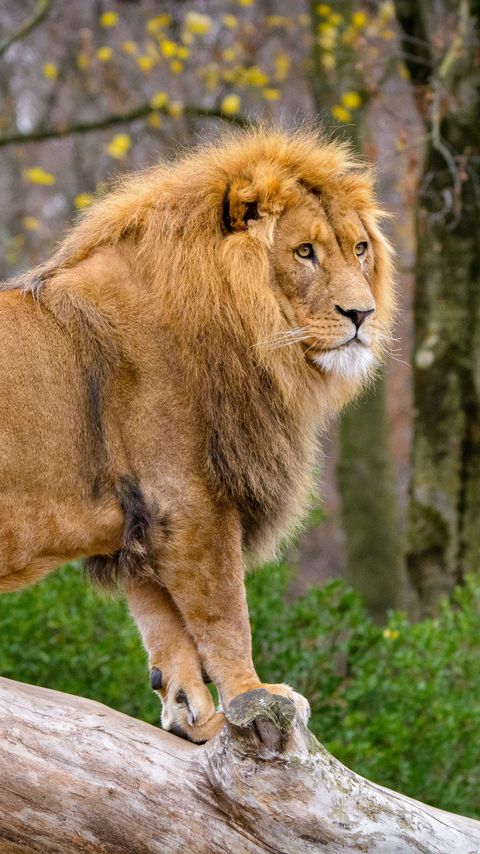 Download wallpaper 2160x3840 lion, predator, animal, big cat, tree samsung galaxy s4, s5, note, sony xperia z, z1, z2, z3, htc one, lenovo vibe hd background