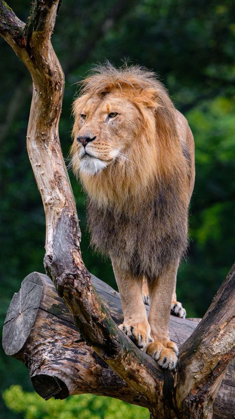 Download wallpaper 2160x3840 lion, predator, big cat, tree, dry samsung galaxy s4, s5, note, sony xperia z, z1, z2, z3, htc one, lenovo vibe hd background