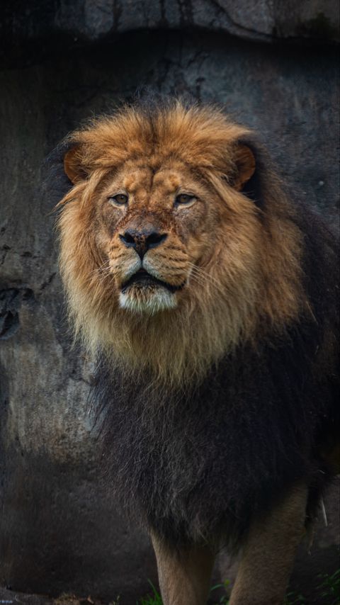 Download wallpaper 2160x3840 lion, predator, big cat, animal samsung galaxy s4, s5, note, sony xperia z, z1, z2, z3, htc one, lenovo vibe hd background