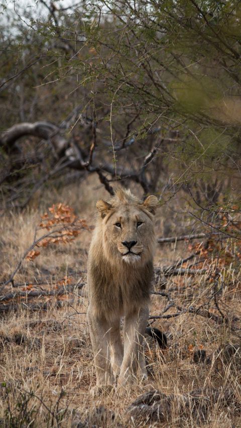 Download wallpaper 2160x3840 lion, predator, big cat, grass, branches samsung galaxy s4, s5, note, sony xperia z, z1, z2, z3, htc one, lenovo vibe hd background