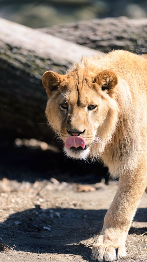 Download wallpaper 2160x3840 lion, protruding tongue, paw, predator, big cat samsung galaxy s4, s5, note, sony xperia z, z1, z2, z3, htc one, lenovo vibe hd background