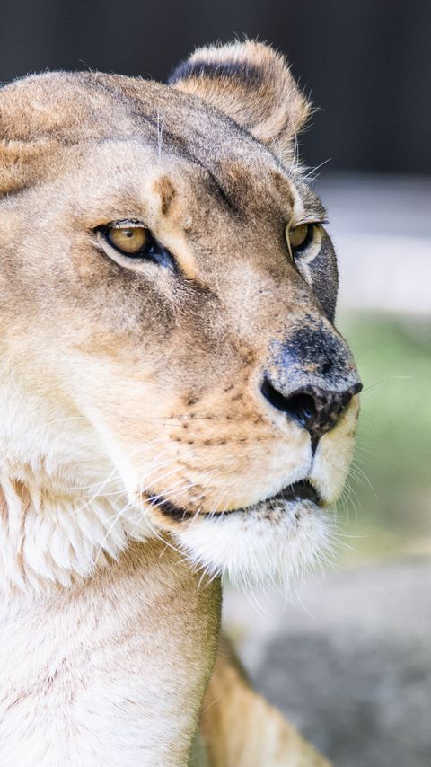 Download wallpaper 2160x3840 lioness, big cat, predator samsung galaxy s4, s5, note, sony xperia z, z1, z2, z3, htc one, lenovo vibe hd background