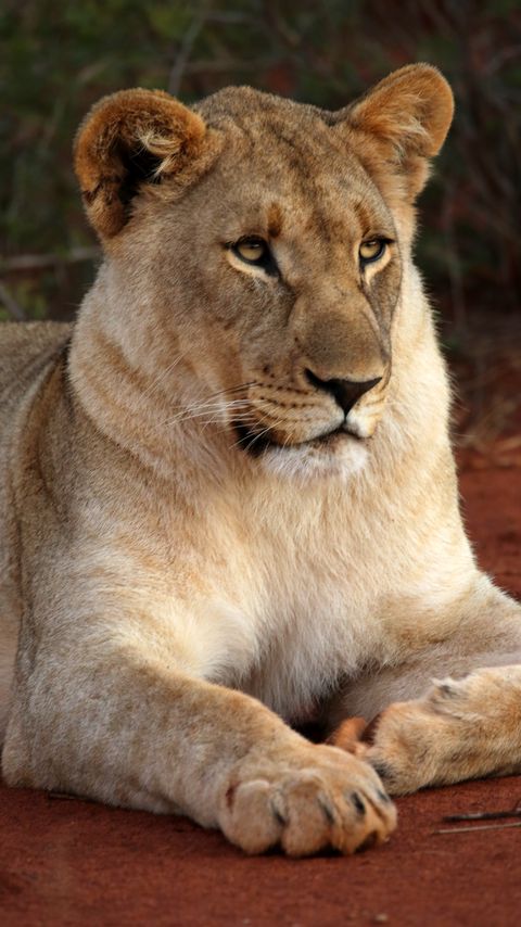 Download wallpaper 2160x3840 lioness, glance, paw, predator, big cat samsung galaxy s4, s5, note, sony xperia z, z1, z2, z3, htc one, lenovo vibe hd background