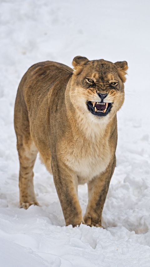 Download wallpaper 2160x3840 lioness, grin, predator, snow samsung galaxy s4, s5, note, sony xperia z, z1, z2, z3, htc one, lenovo vibe hd background