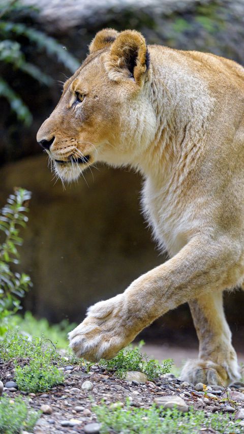 Download wallpaper 2160x3840 lioness, paw, predator, big cat samsung galaxy s4, s5, note, sony xperia z, z1, z2, z3, htc one, lenovo vibe hd background