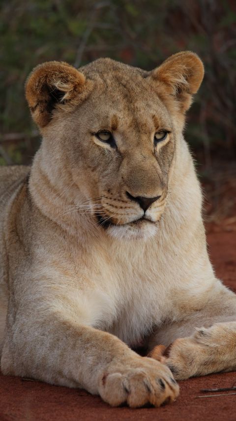 Download wallpaper 2160x3840 lioness, paws, predator, big cat samsung galaxy s4, s5, note, sony xperia z, z1, z2, z3, htc one, lenovo vibe hd background