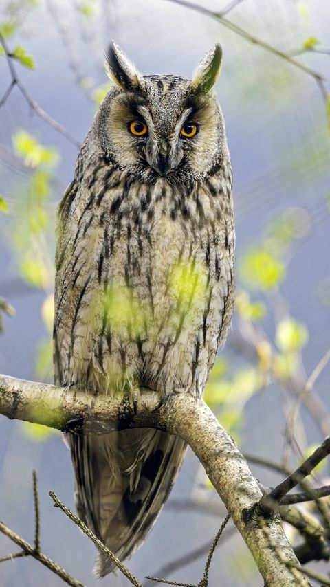 Download wallpaper 2160x3840 long eared owl, owl, bird, branch samsung galaxy s4, s5, note, sony xperia z, z1, z2, z3, htc one, lenovo vibe hd background