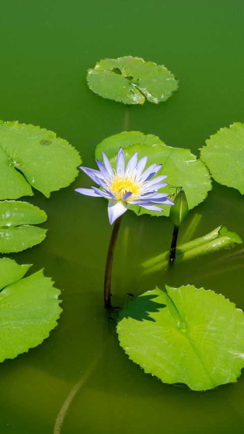 Download wallpaper 2160x3840 lotus, water lily, flower, petals, water samsung galaxy s4, s5, note, sony xperia z, z1, z2, z3, htc one, lenovo vibe hd background