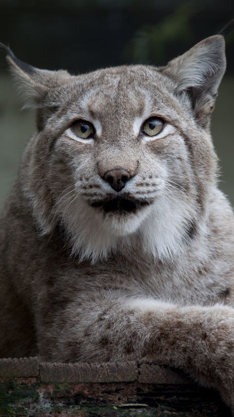 Download wallpaper 2160x3840 lynx, animal, big cat, predator samsung galaxy s4, s5, note, sony xperia z, z1, z2, z3, htc one, lenovo vibe hd background