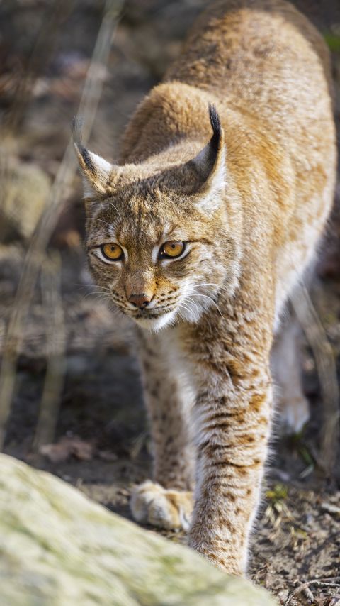 Download wallpaper 2160x3840 lynx, big cat, predator, wildlife samsung galaxy s4, s5, note, sony xperia z, z1, z2, z3, htc one, lenovo vibe hd background