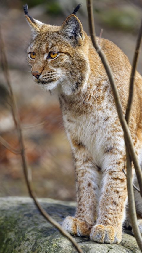 Download wallpaper 2160x3840 lynx, paws, predator, big cat, animal, stone samsung galaxy s4, s5, note, sony xperia z, z1, z2, z3, htc one, lenovo vibe hd background