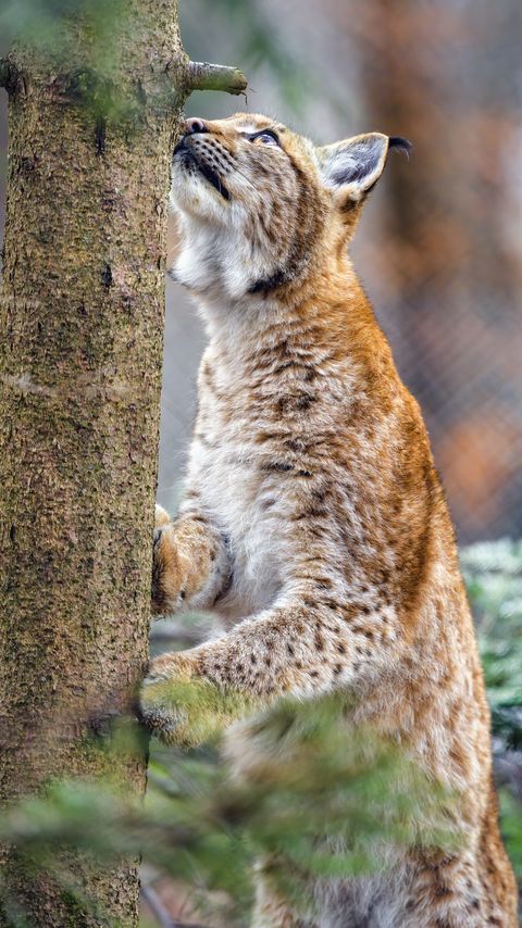 Download wallpaper 2160x3840 lynx, pose, tree, wildlife samsung galaxy s4, s5, note, sony xperia z, z1, z2, z3, htc one, lenovo vibe hd background