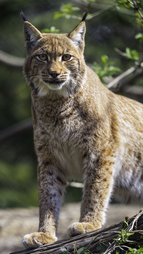Download wallpaper 2160x3840 lynx, pose, wildlife, predator samsung galaxy s4, s5, note, sony xperia z, z1, z2, z3, htc one, lenovo vibe hd background