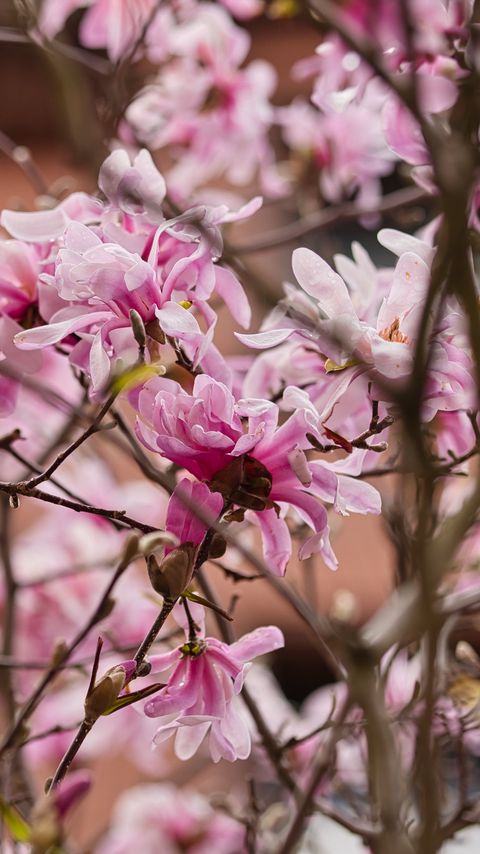 Download wallpaper 2160x3840 magnolia, flowers, petals, branches, pink samsung galaxy s4, s5, note, sony xperia z, z1, z2, z3, htc one, lenovo vibe hd background