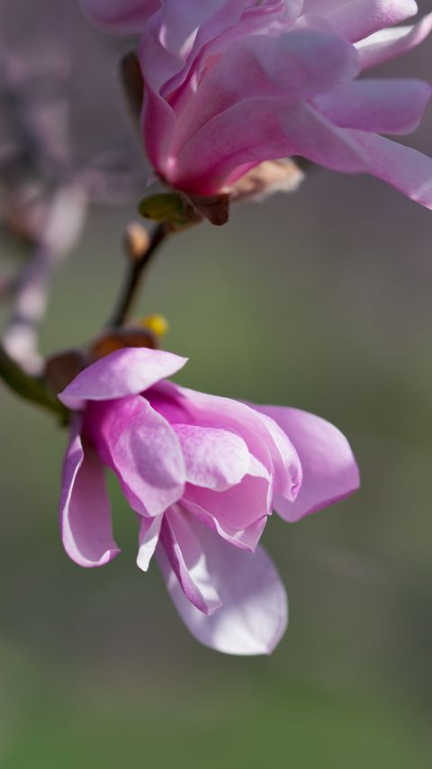 Download wallpaper 2160x3840 magnolia, flowers, petals, macro, pink samsung galaxy s4, s5, note, sony xperia z, z1, z2, z3, htc one, lenovo vibe hd background