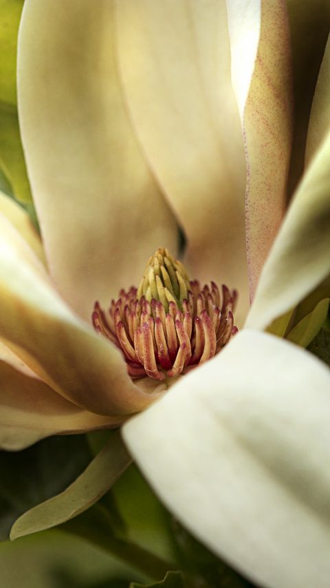 Download wallpaper 2160x3840 magnolia, petals, macro, flower samsung galaxy s4, s5, note, sony xperia z, z1, z2, z3, htc one, lenovo vibe hd background