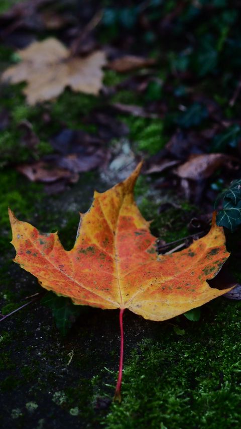 Download wallpaper 2160x3840 maple, leaf, dry, moss, macro samsung galaxy s4, s5, note, sony xperia z, z1, z2, z3, htc one, lenovo vibe hd background