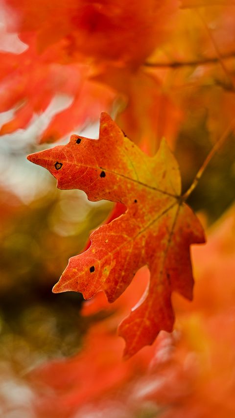 Download wallpaper 2160x3840 maple, leaf, macro, autumn samsung galaxy s4, s5, note, sony xperia z, z1, z2, z3, htc one, lenovo vibe hd background