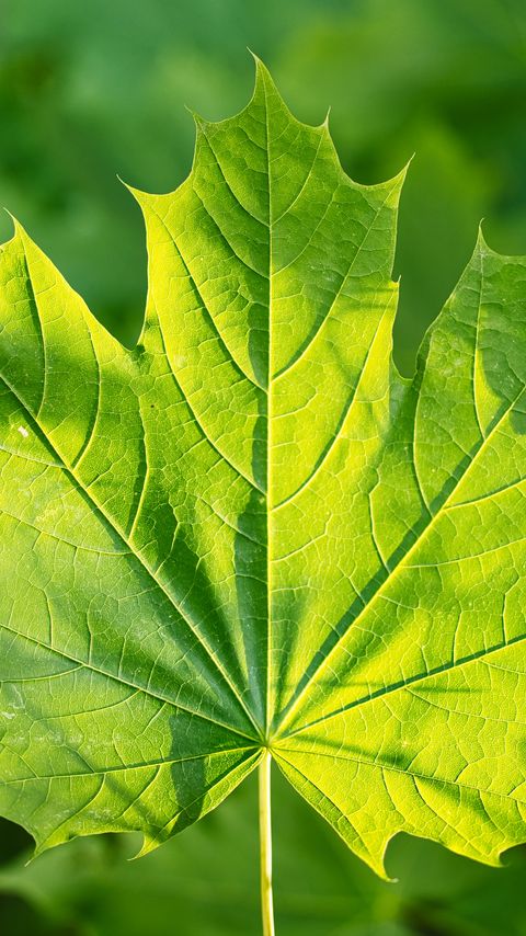 Download wallpaper 2160x3840 maple, leaf, sunshine, macro, green samsung galaxy s4, s5, note, sony xperia z, z1, z2, z3, htc one, lenovo vibe hd background