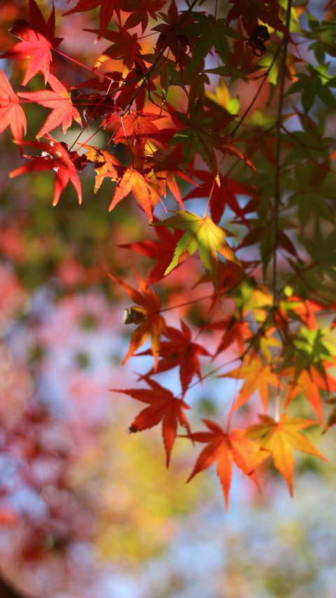 Download wallpaper 2160x3840 maple, leaves, branch, blur, autumn samsung galaxy s4, s5, note, sony xperia z, z1, z2, z3, htc one, lenovo vibe hd background