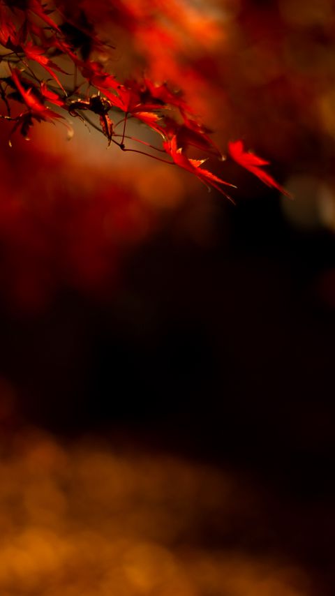 Download wallpaper 2160x3840 maple, leaves, branch, red samsung galaxy s4, s5, note, sony xperia z, z1, z2, z3, htc one, lenovo vibe hd background