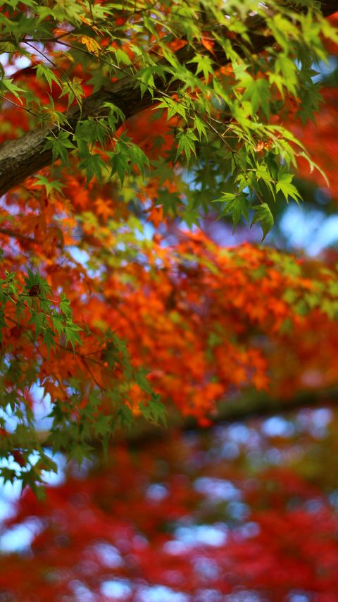 Download wallpaper 2160x3840 maple, leaves, branches, trees, blur samsung galaxy s4, s5, note, sony xperia z, z1, z2, z3, htc one, lenovo vibe hd background