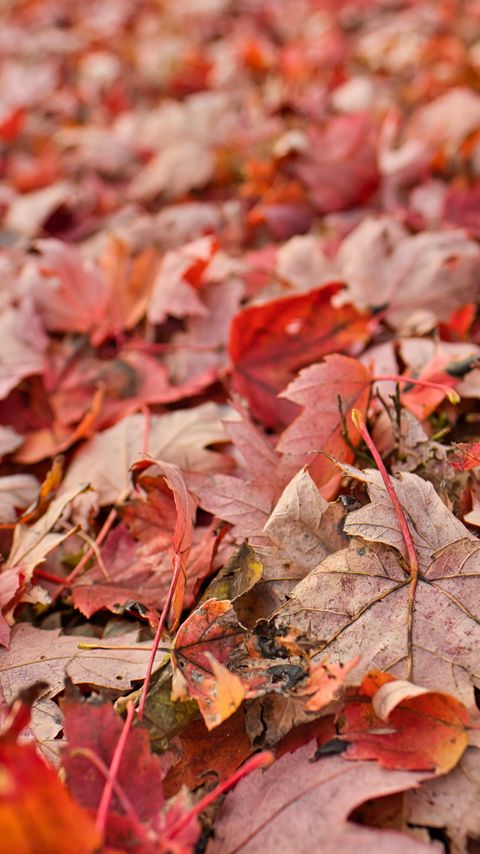 Download wallpaper 2160x3840 maple, leaves, dry, autumn, nature samsung galaxy s4, s5, note, sony xperia z, z1, z2, z3, htc one, lenovo vibe hd background