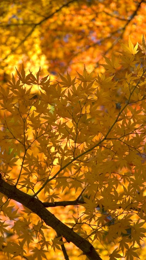 Download wallpaper 2160x3840 maple, tree, leaves, autumn, yellow samsung galaxy s4, s5, note, sony xperia z, z1, z2, z3, htc one, lenovo vibe hd background