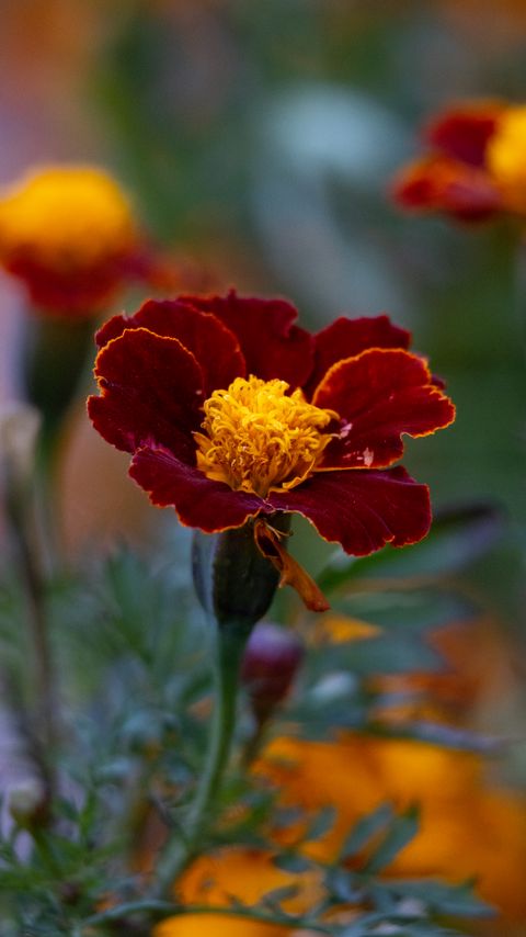 Download wallpaper 2160x3840 marigold, flower, petals, macro samsung galaxy s4, s5, note, sony xperia z, z1, z2, z3, htc one, lenovo vibe hd background