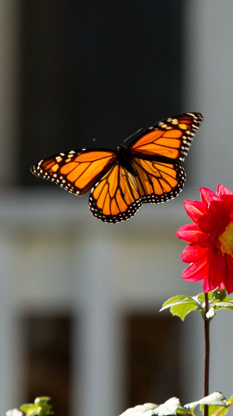 Download wallpaper 2160x3840 monarch, butterfly, flower, macro samsung galaxy s4, s5, note, sony xperia z, z1, z2, z3, htc one, lenovo vibe hd background