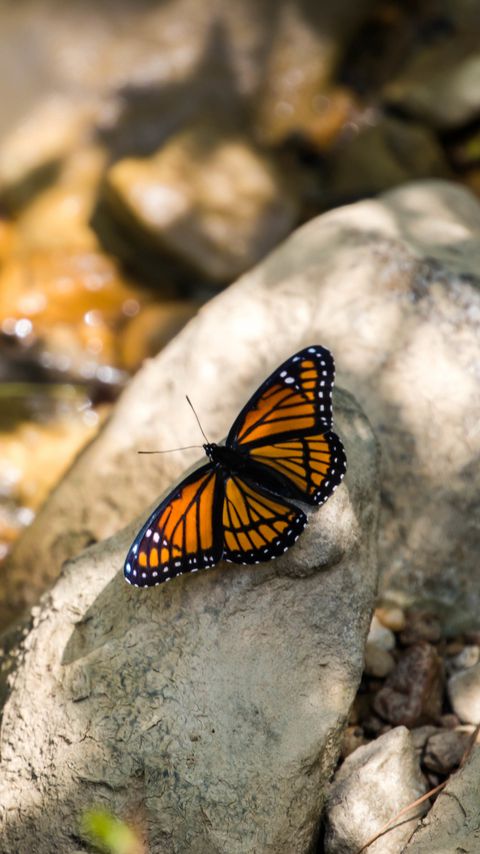 Download wallpaper 2160x3840 monarch, butterfly, stone, macro samsung galaxy s4, s5, note, sony xperia z, z1, z2, z3, htc one, lenovo vibe hd background