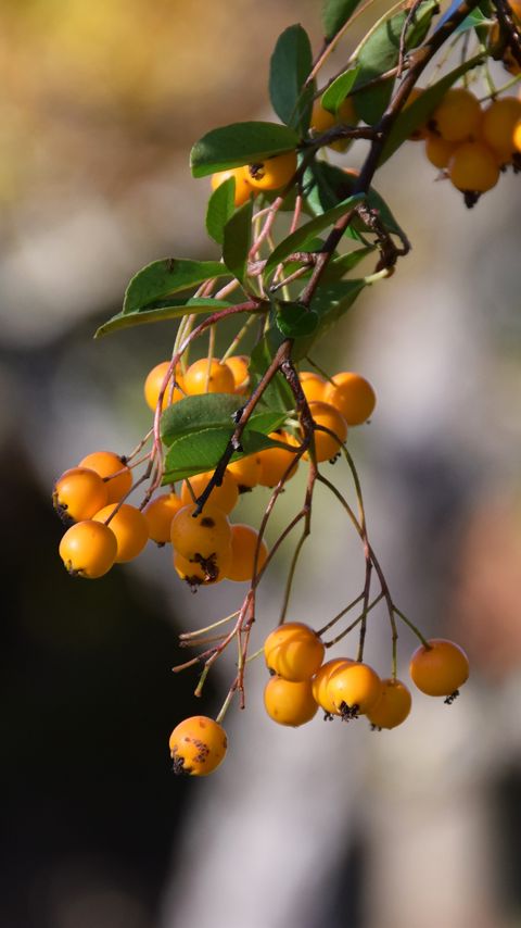 Download wallpaper 2160x3840 mountain ash, branch, berries, leaves, macro, yellow samsung galaxy s4, s5, note, sony xperia z, z1, z2, z3, htc one, lenovo vibe hd background