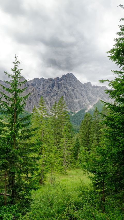 Download wallpaper 2160x3840 mountains, trees, branches, landscape samsung galaxy s4, s5, note, sony xperia z, z1, z2, z3, htc one, lenovo vibe hd background