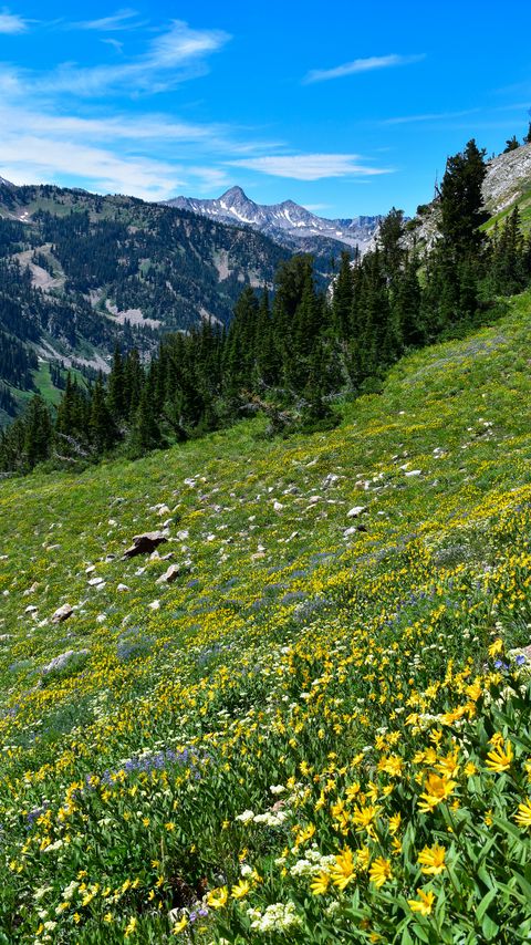Download wallpaper 2160x3840 mountains, trees, slope, flowers samsung galaxy s4, s5, note, sony xperia z, z1, z2, z3, htc one, lenovo vibe hd background